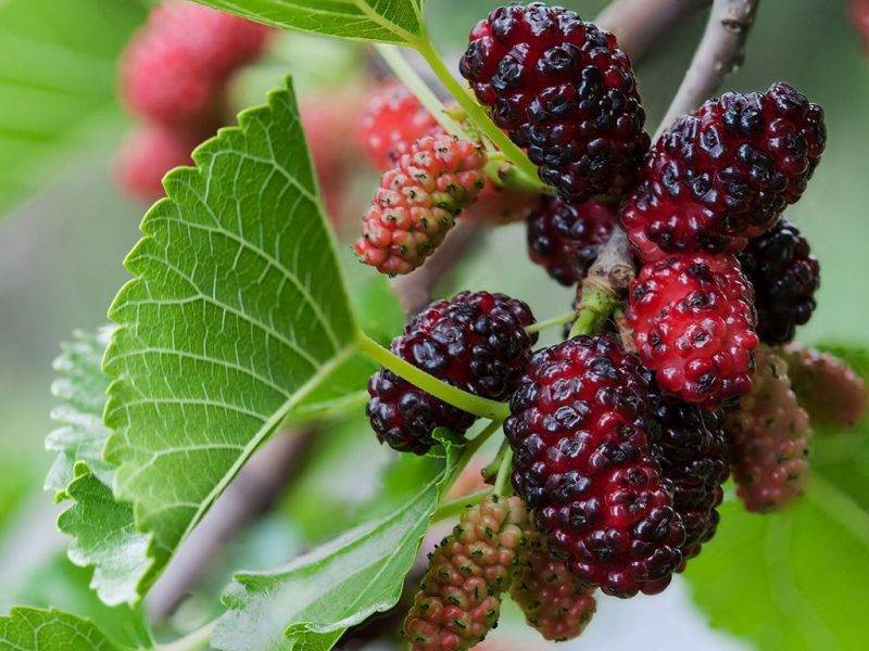 Шелковица купить саженцы из питомнике в Гуково
