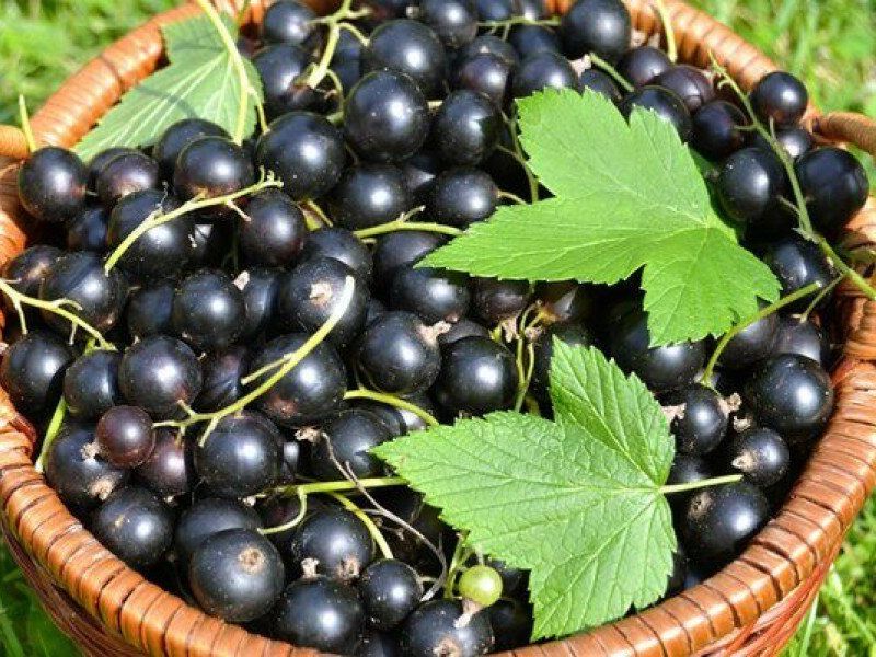 Смородина купить саженцы из питомника в Гуково