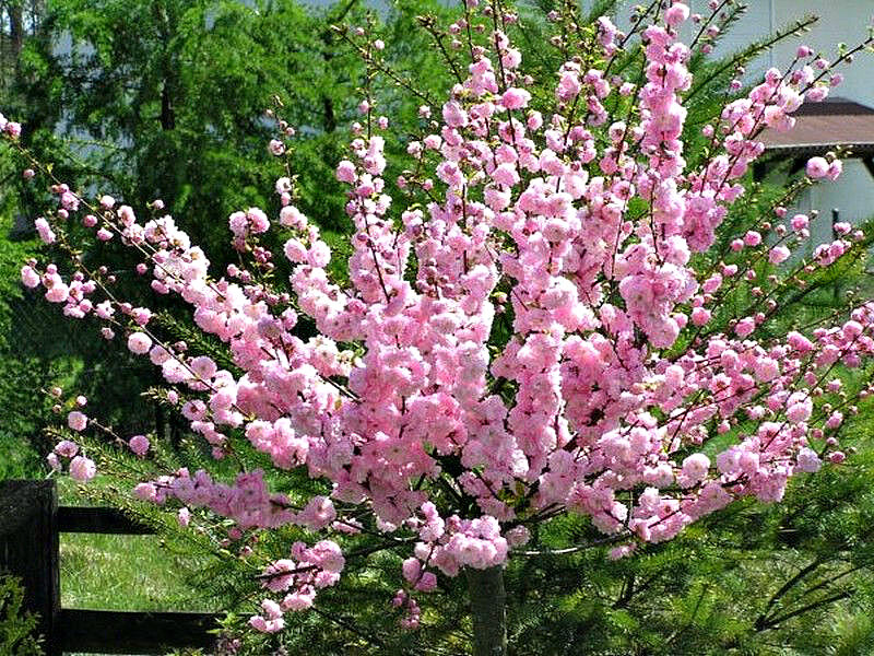 Миндаль купить саженцы из питомника в Гуково