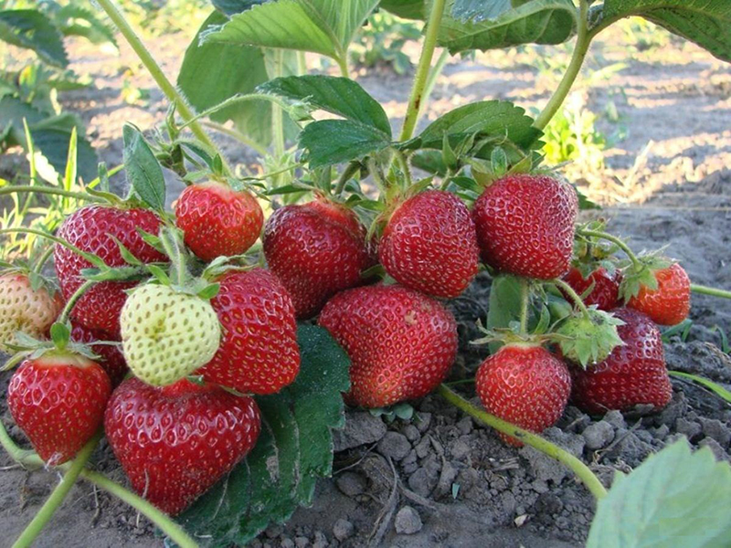 Клубника купить саженцы из питомника в Гуково