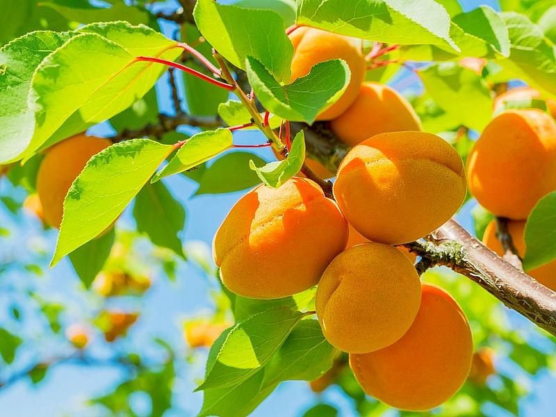 Абрикос купить саженцы из питомнике в Гуково