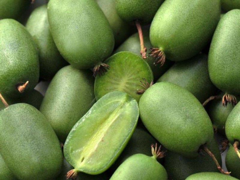 Актинидия купить саженцы из питомнике в Гуково