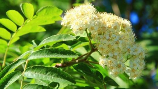 РЯБИНА обыкновенная