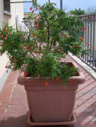 Гранат "НАНА"