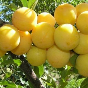 Слива "БЕЛОСНЕЖКА"