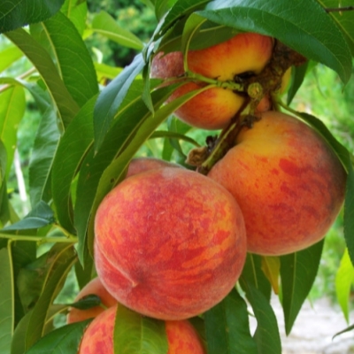 Персик "РОЯЛ ВИ" поздний  (срок созревания сентябрь-октябрь)